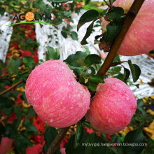 China Famous Brand Red fuji fresh apple